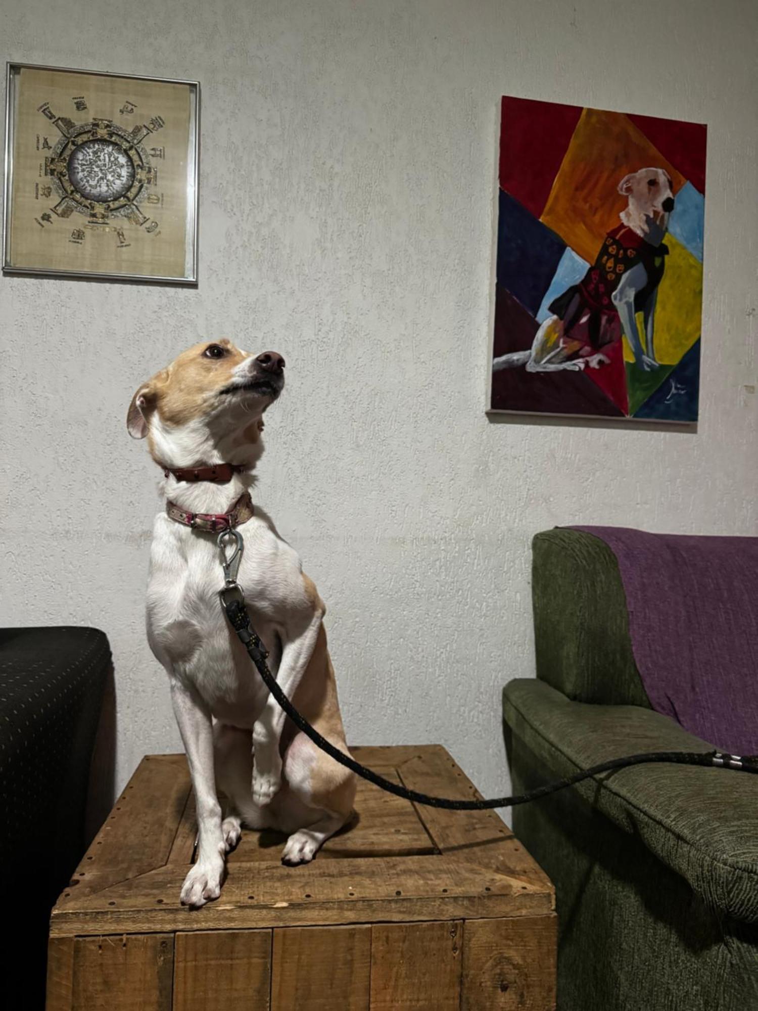 Nomade In Arte E Hostel Σάο Πάολο Εξωτερικό φωτογραφία